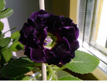 ��������� Mister Violet ���� (���)