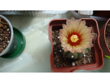 ���������� asterias