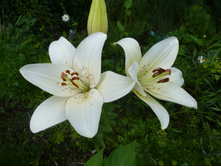 P1040065.JPG ����� ����������