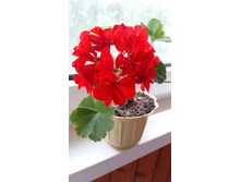 ���������� �� lenaya