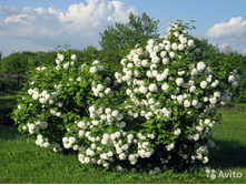 ������ ��������� 120