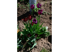 ���� 2015 143.JPG