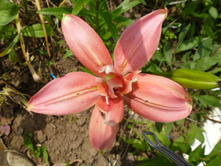 P1040033.JPG �����