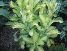 ����� ����������� (������)-80 ���