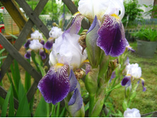 ���� ���������� ����� 100