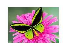 ������� 38*27 Ag471 - 846 ���.