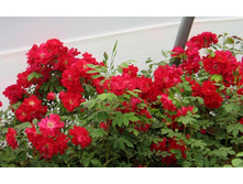 �������� ������ (�)