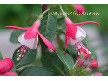 Nebetty DSC2539m.jpg