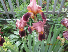 ���� ��������� -50 ���