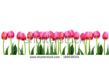 Stock-photo-group-of-flowers-pink-tulips-on-a-white-background-panorama-spring-landscape-189538331.jpg