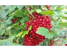 IMG 20150715 124400.jpg