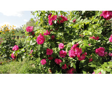 ��������� ���� ����� �����