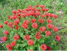 ������� (��������) 90