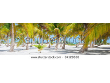 Stock-photo-panorama-of-palm-trees-at-tropical-coast-in-holbox-island-mexico-84128638.jpg