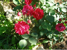 ������ �������(��)