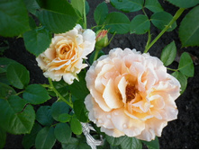 ��������� ���� "������"