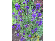 ����������� ���������-70 ���