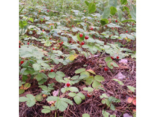 ������� ��� :)