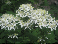 ��������� �����������