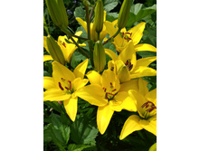 20150707 141931 Richtone(HDR).jpg