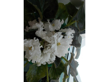 DSCN1152.JPG
