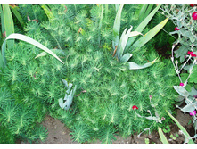 ������� �����������