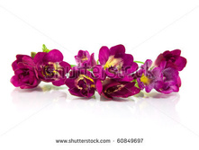 Stock-photo-violet-fresia-on-white-60849697.jpg