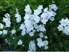 P1040008.JPG ����������� �������������� ����� 50�.