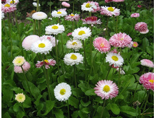 ����������.50