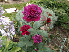 ��� ����