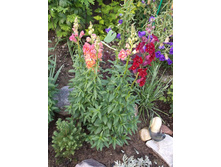 ������� ��� ����� ����������