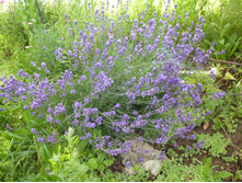 P1040072.JPG �������