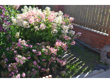 ���� 2015-27 090.JPG