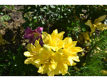 ���� �������.JPG