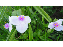 ������������ ���������