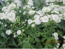 ��������� ���� ���� (������� ������) -70 ���