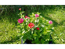 IMG 20150715 140600.jpg