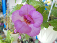DSC01285.JPG