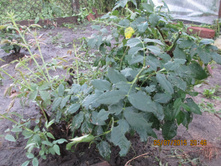 ���������(((