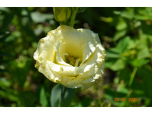 ������� �������