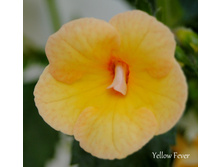 Yellow Fever