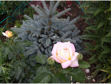 ������ � ����