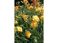 ��� ��������.