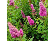 ������ �������� �����������.jpg