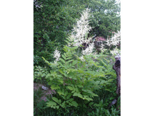 �������. ( �������)