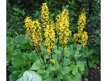 ��������� �������������� �����. 260�