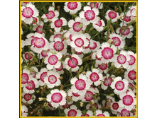 ��������-�������� ����������� ����-���