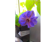 ������ ��������