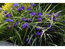 ������������ ���������� 80