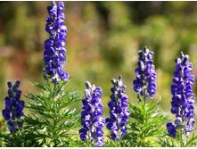 ������ 110